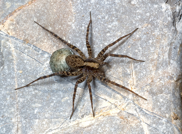 Ragno sul sasso (Pardosa con ovisacco)