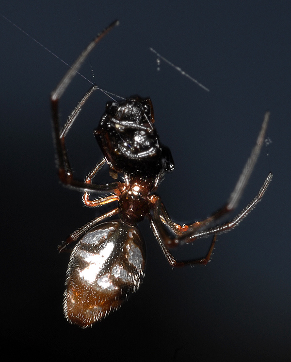 ragno con i catarinfrangenti. (Femmina di Argyrodes)