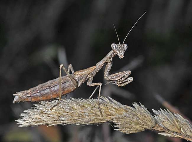 Coppia di mantidi.