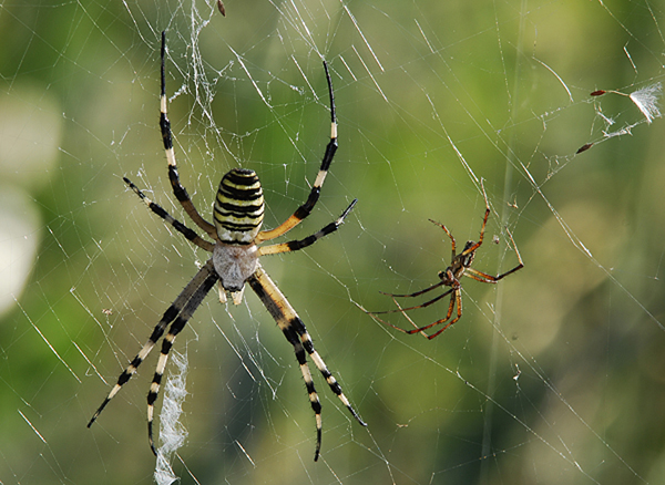 Coppia Argiope bruennichi