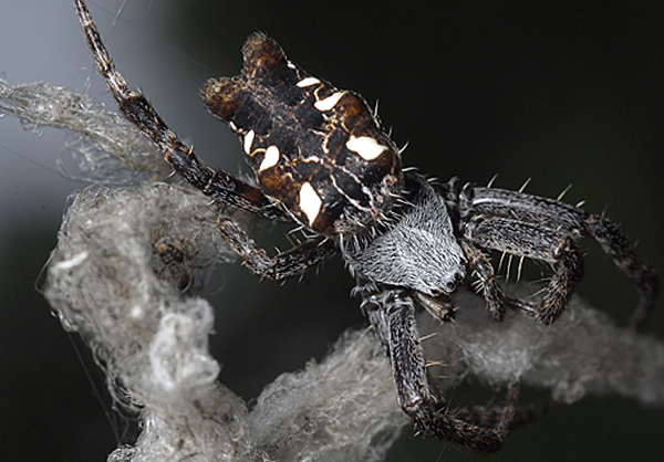 Cyrtophora citricola