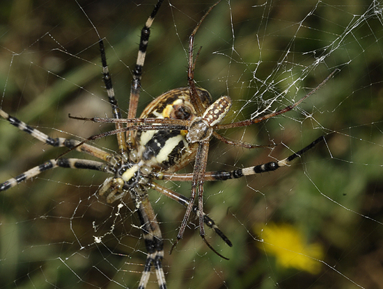 Coppia Argiope bruennichi