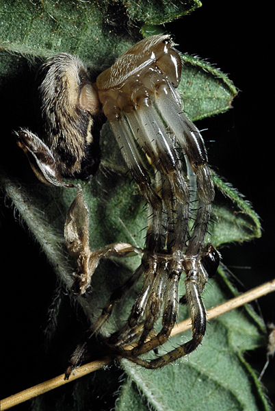 Muta di ...........? (Araneidae; foto postata a rovescio)