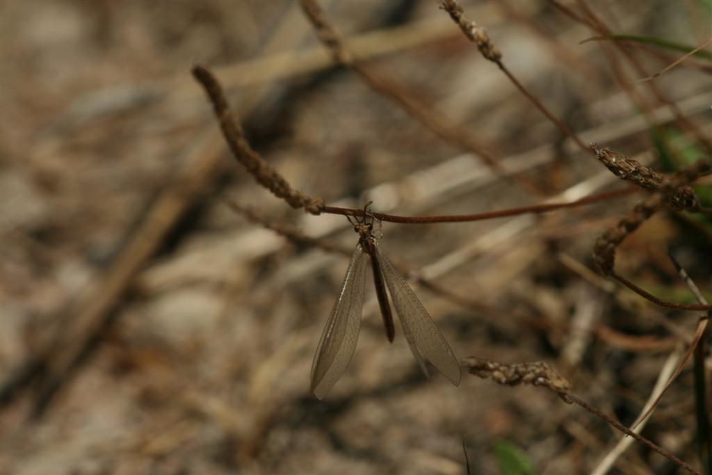 Macronemurus appendiculatus, femmina