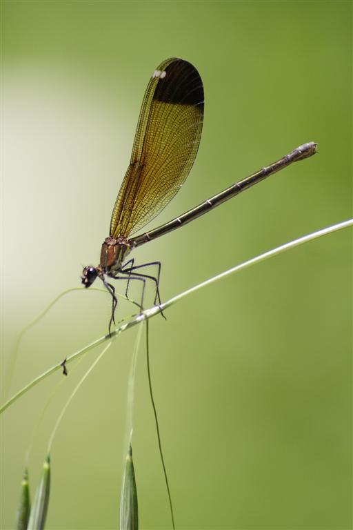 Libellule