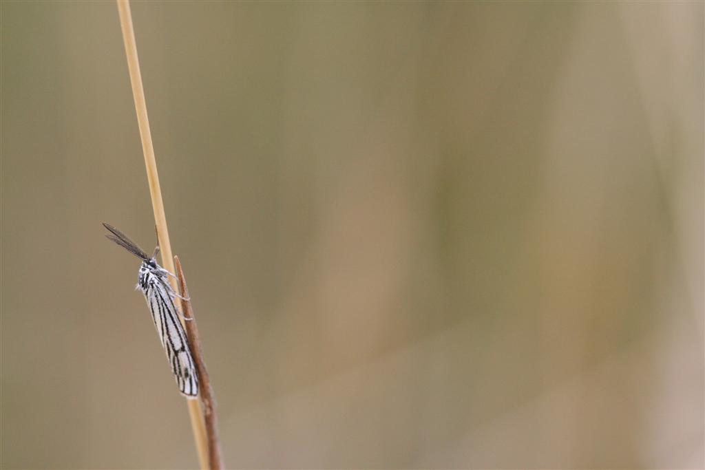 Coscinia striata