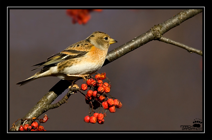 Peppola    -     Fringilla montifringilla -