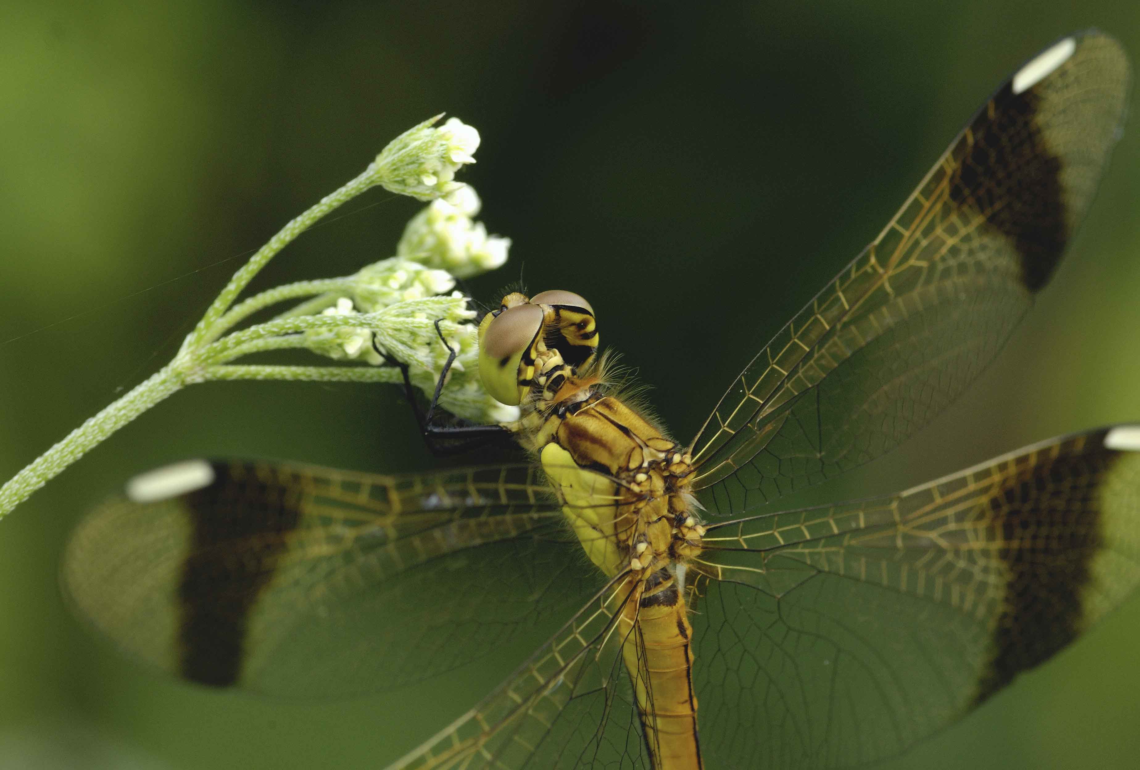 Sympetrum pedemontanum (Odonata, Libellulidae)