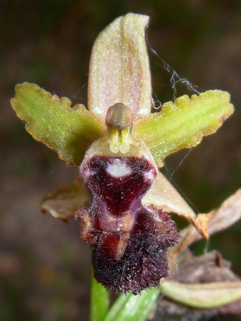 Ophrys da identificare