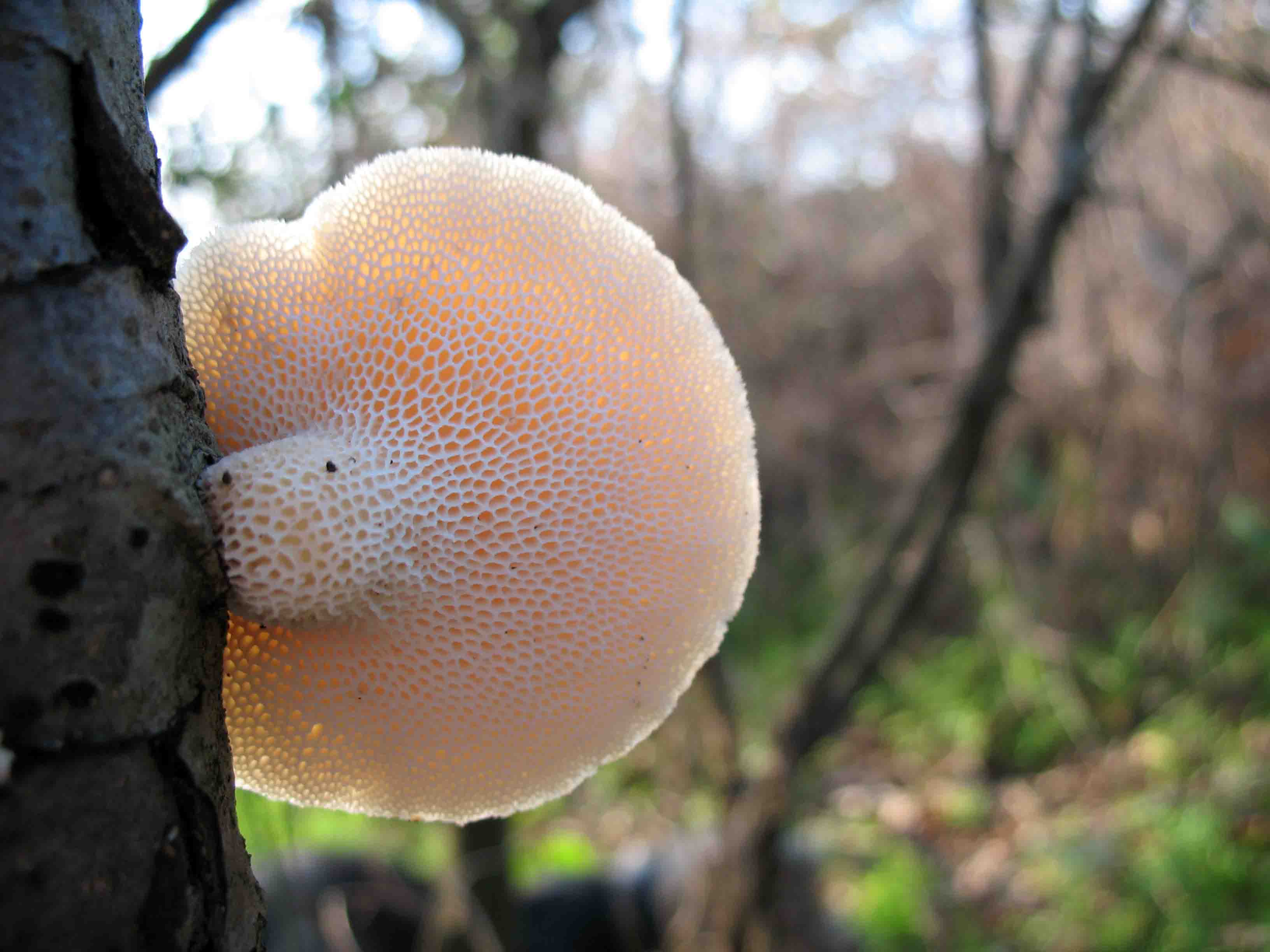 Fungo da determinare...(Polyporus alveolaris)