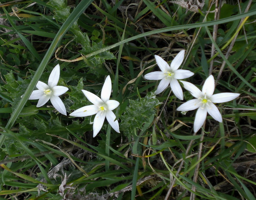 ornithogalum umbellatum o biflorus??
