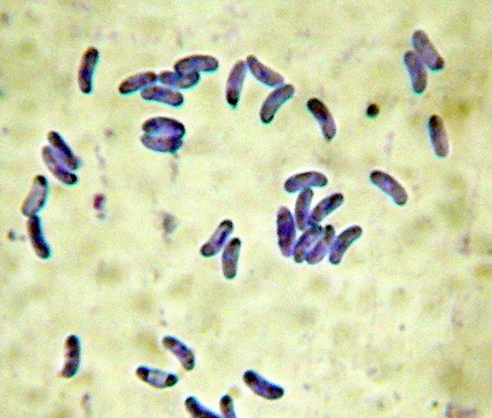 Sfida al microscopio!!