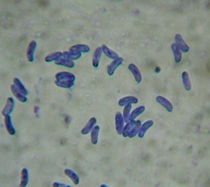 Sfida al microscopio!!