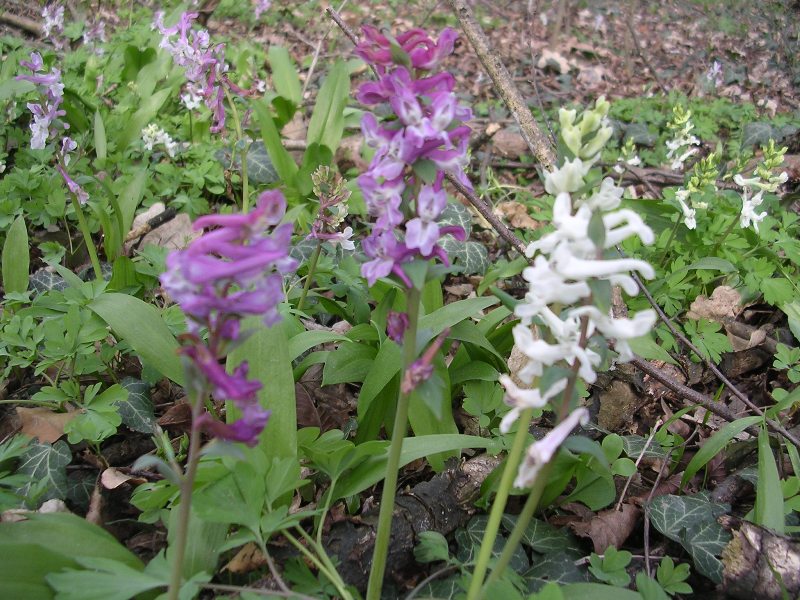 Corydalis cava / Colombina cava