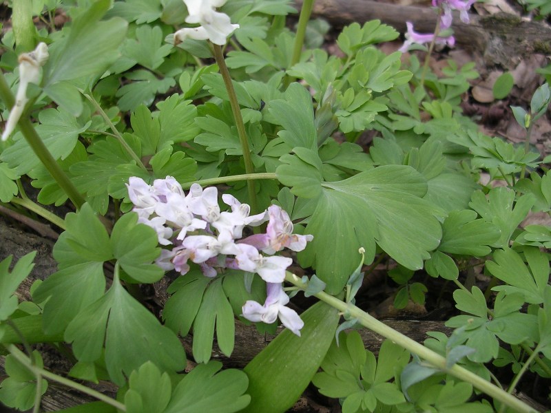 Corydalis cava / Colombina cava
