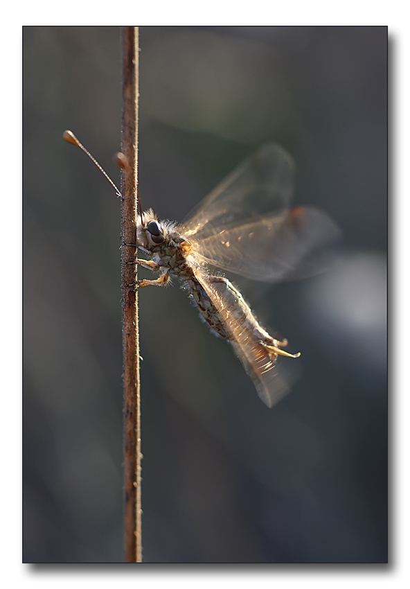 Deleproctophylla australis (Planipennia, Ascalaphidae)