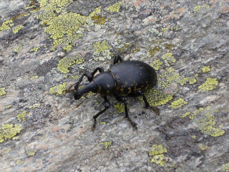 Insetti della Val di Togno (Sondrio)