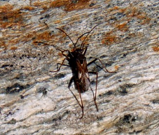 Alydus rupestris