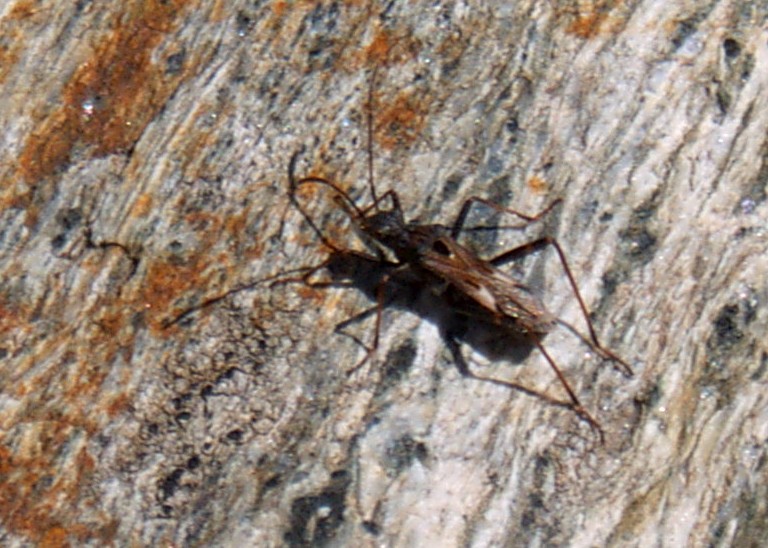 Alydus rupestris