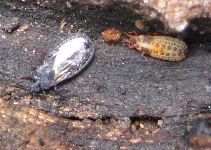 Aradidae sotto corteccia