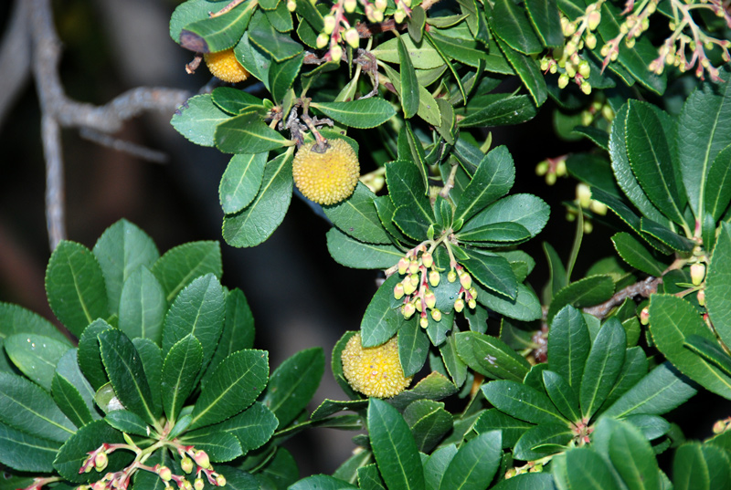 Arbutus unedo / Corbezzolo