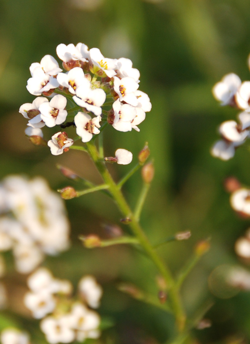 Lobularia maritima / Filigrana comune