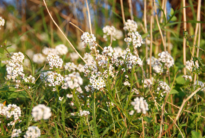 Lobularia maritima / Filigrana comune