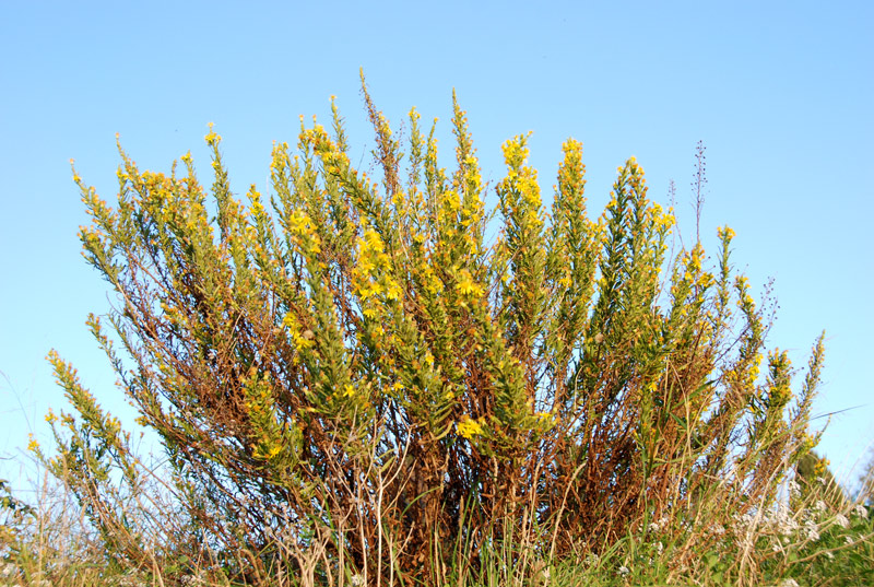 Dittrichia viscosa (=Inula viscosa) / Enula cepittoni