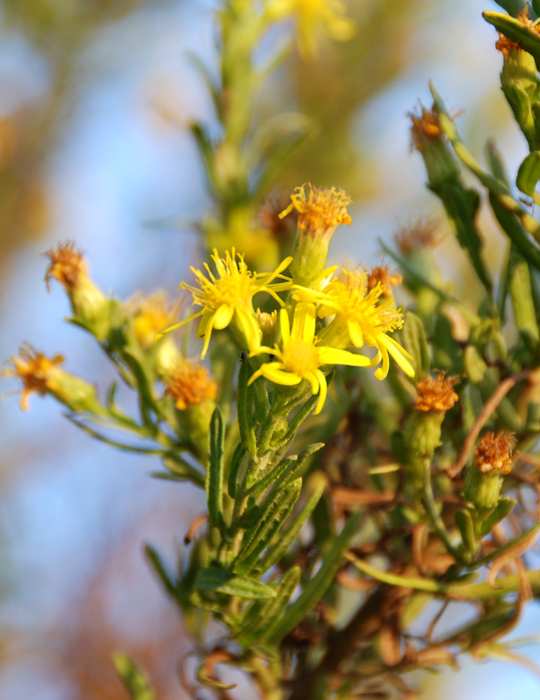 Dittrichia viscosa (=Inula viscosa) / Enula cepittoni