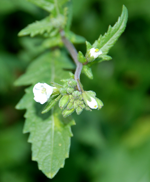 da determinare - Diplotaxis cfr. erucoides