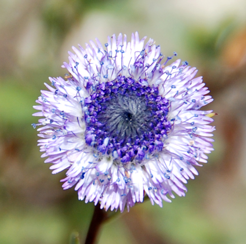 Globularia alypium /  Vedovelle cespugliose