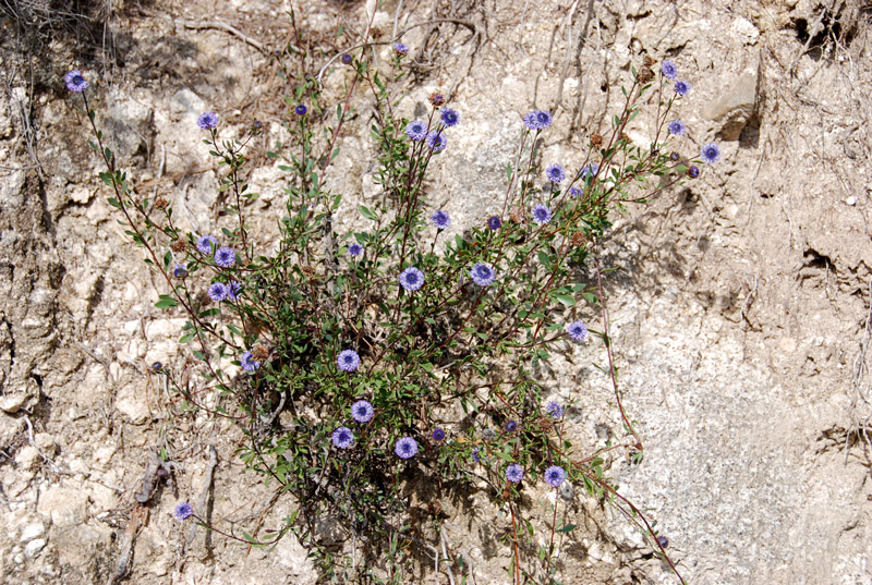 Globularia alypium /  Vedovelle cespugliose