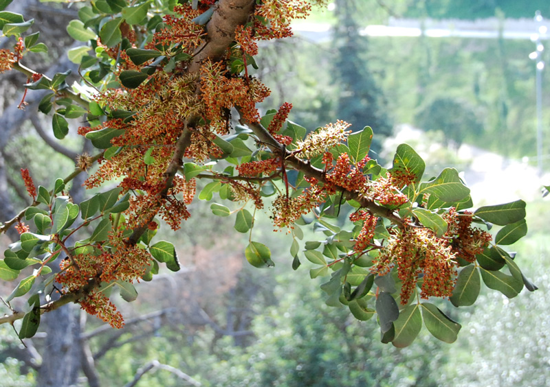 Ceratonia siliqua / carrubo