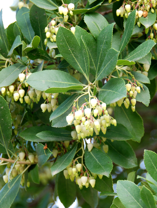 Arbutus unedo / Corbezzolo