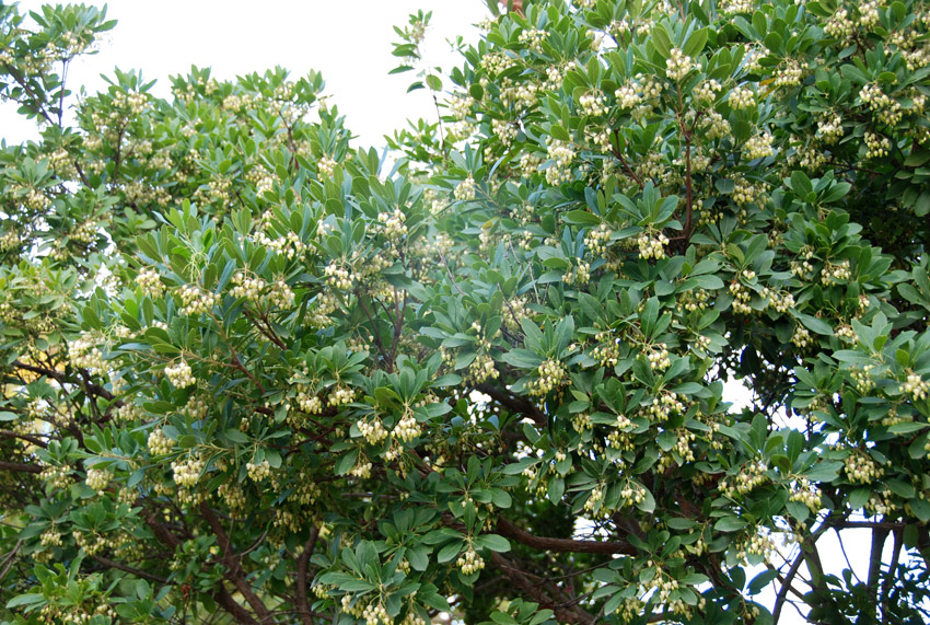 Arbutus unedo / Corbezzolo