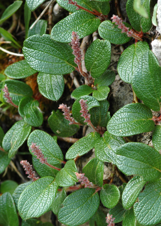 Salix reticulata / Salice reticolato