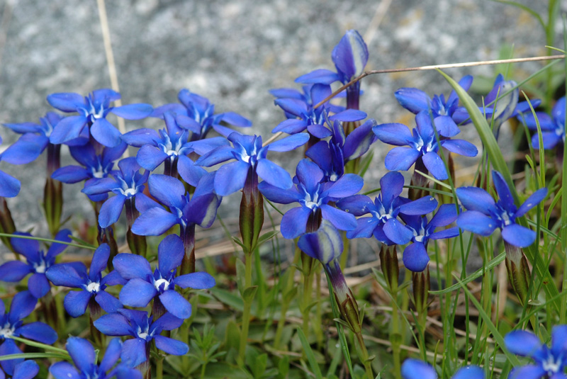 Gentiana bavarica
