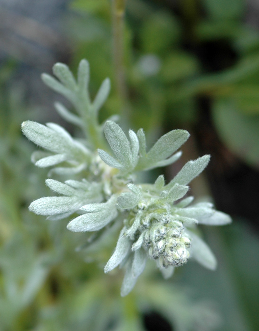 Artemisia genipi Weber / Genipì maschio