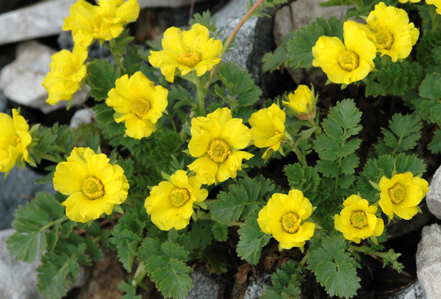 Geum reptans /  Cariofillata delle pietraie