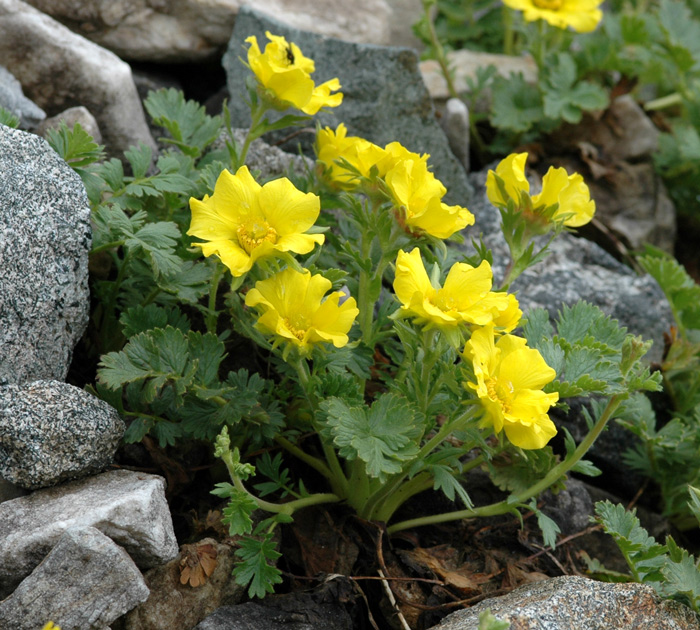 Geum reptans /  Cariofillata delle pietraie