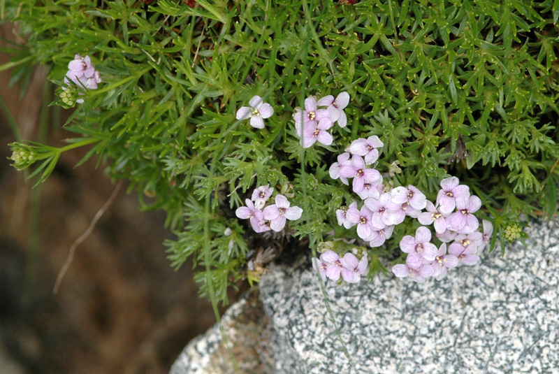 Petrocallis pyrenaica / Petrocallide dei Pirenei