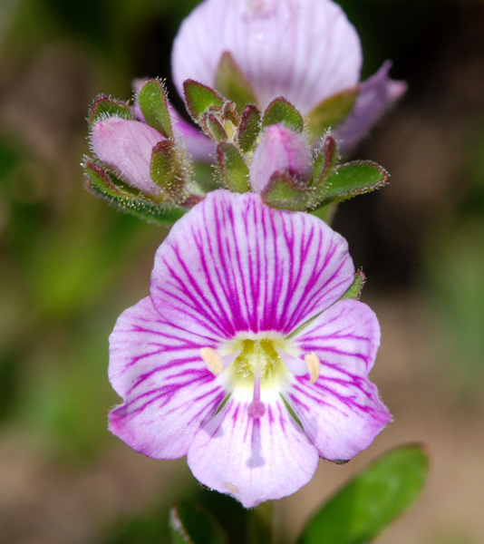 Veronica fruticulosa / Veronica rosea