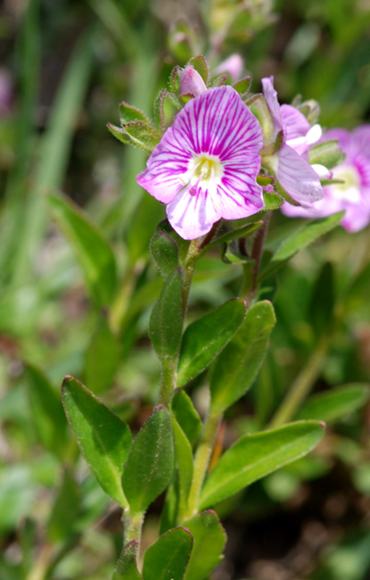 Veronica fruticulosa / Veronica rosea