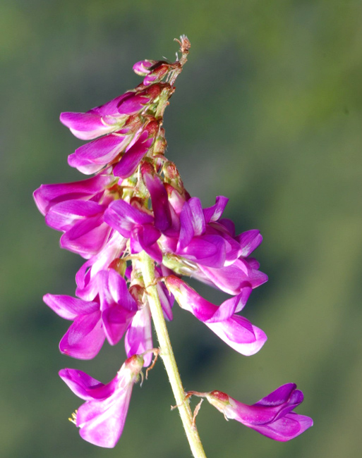 Vicia cracca