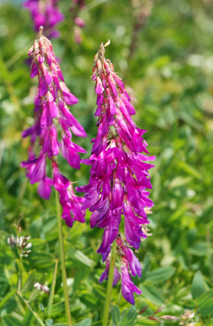 Vicia cracca