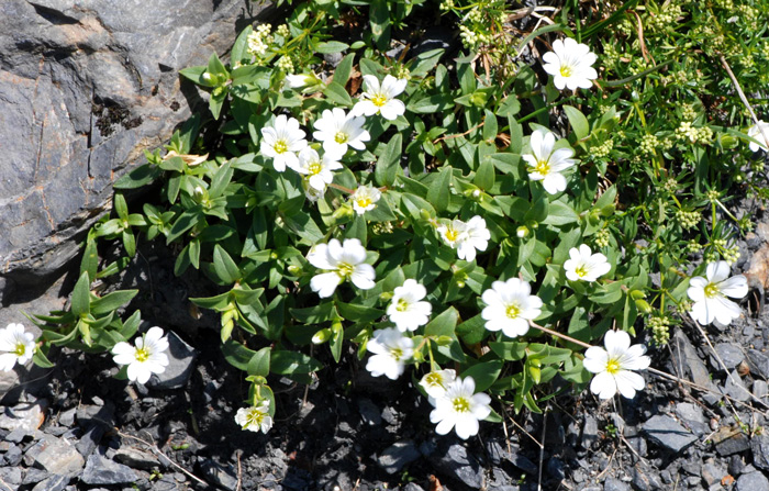Cerastium latifolium / Cerastio a foglie larghe