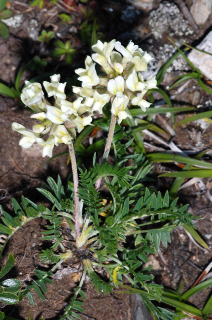 Oxytropis campestris / Astragalo villoso
