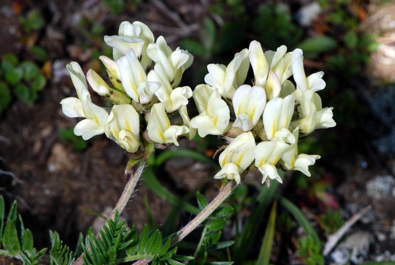 Oxytropis campestris / Astragalo villoso