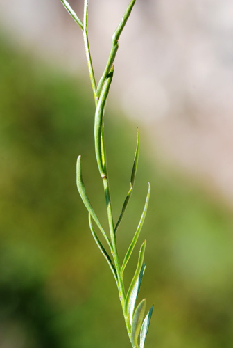 Campanula da determinare
