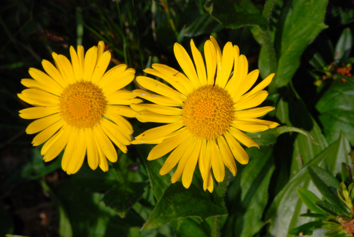 Doronicum clusii / Doronico di Clusio